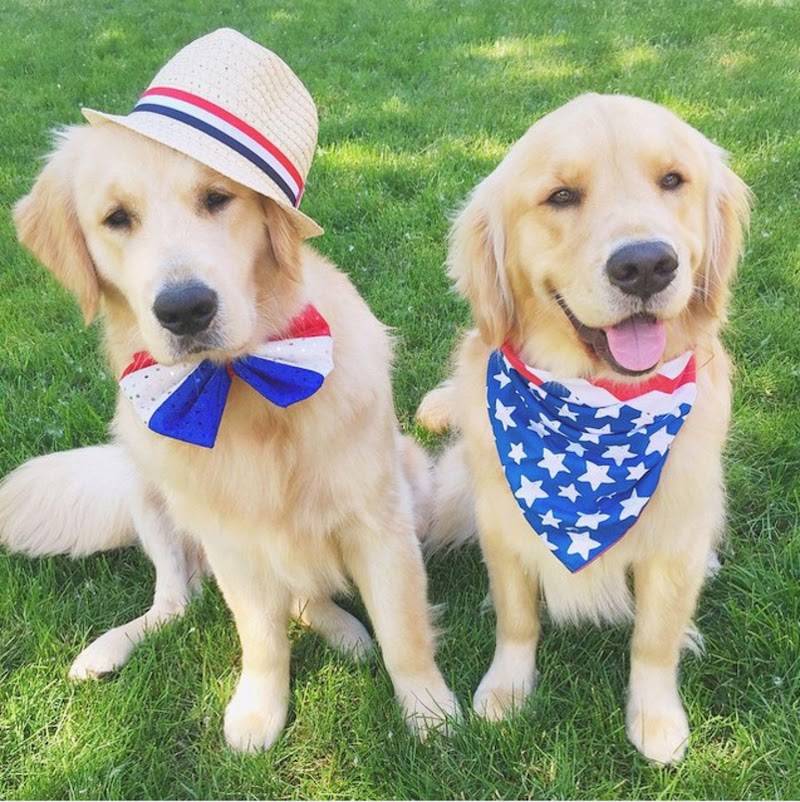 City Dogs Grocery