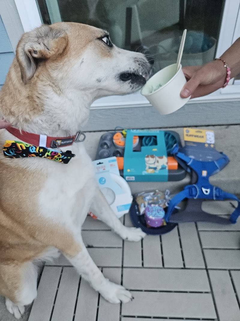 City Dogs Grocery